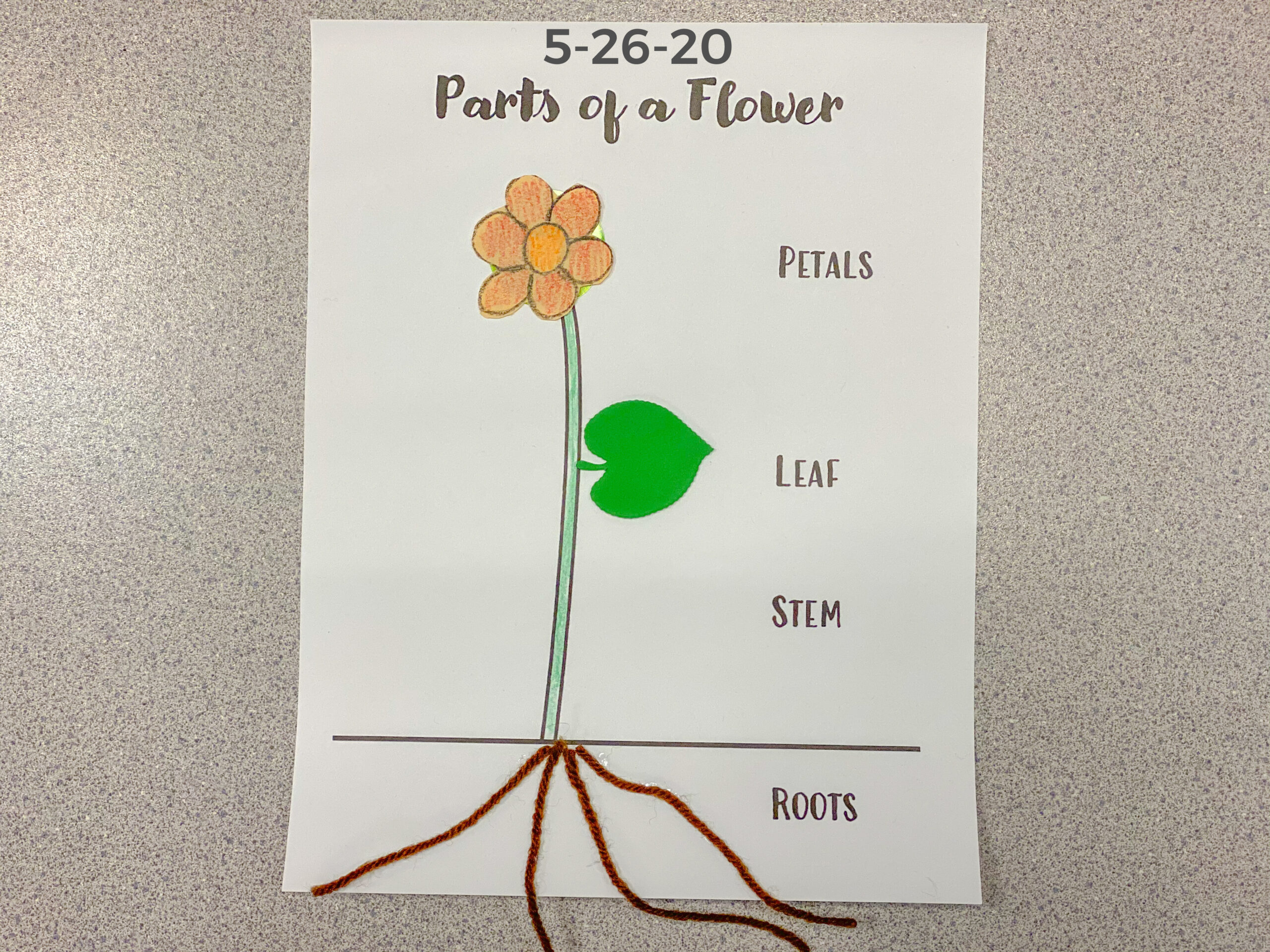 Read more about the article 5-26-20 Parts of a Flower