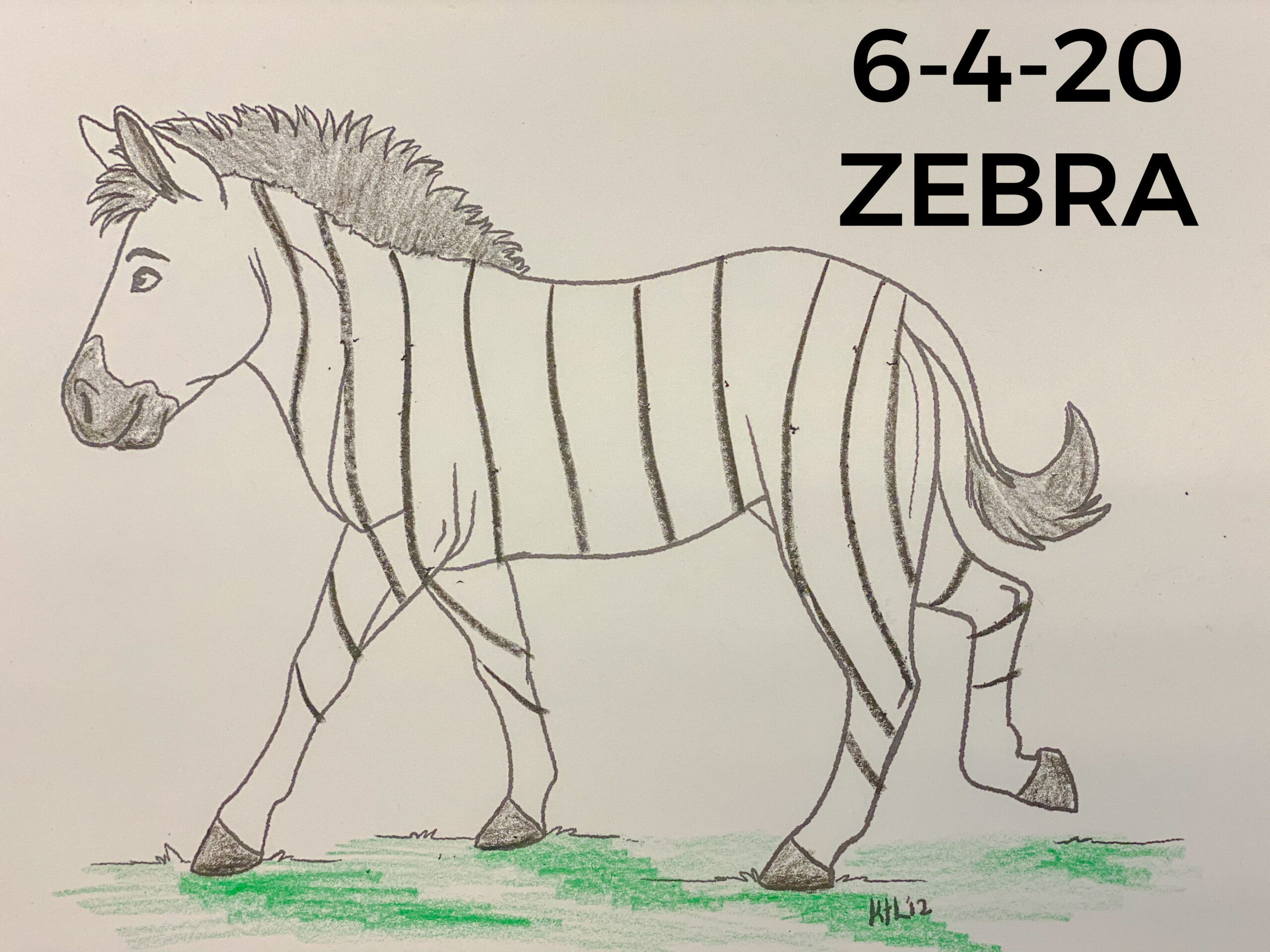 Read more about the article 6-4-20 Zebra