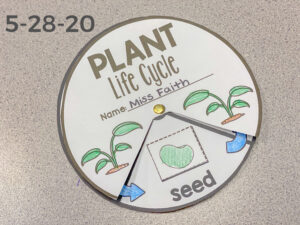 Read more about the article 5-28-20 Seed Life Cycle