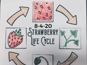 Read more about the article 8-4-20 Strawberry Life Cycle